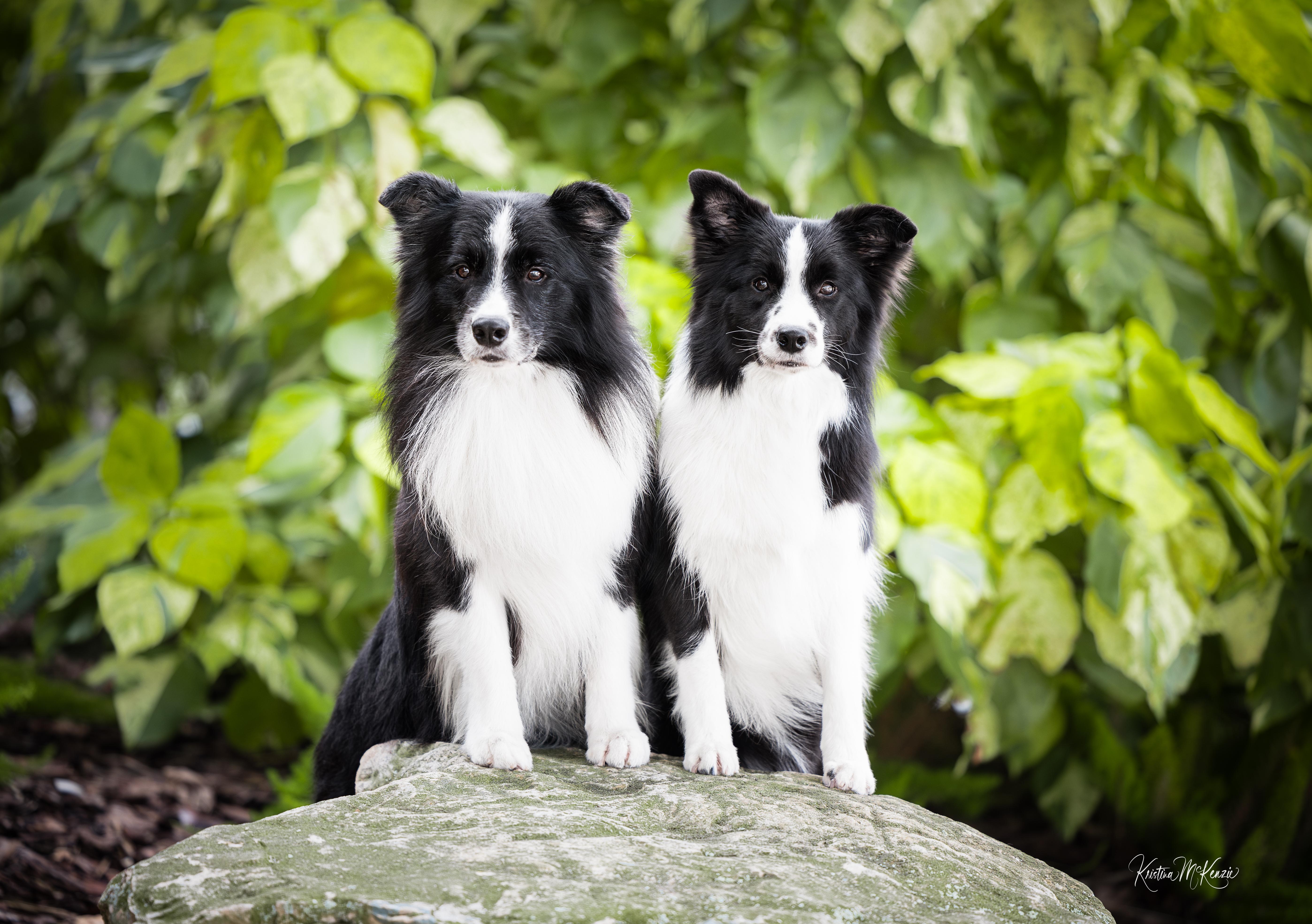 Top Notch Border Collies in South Carolina | Border Collie puppies ...