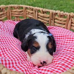Sailor - Tri-color female Bernedoodle puppy in Russell Springs, Kentucky from 270 Doodles