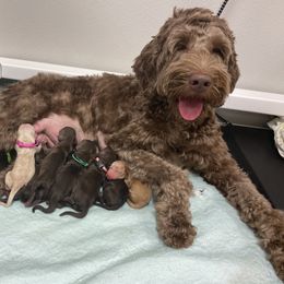 Australian Labradoodle Puppies from Salona Australian Labradoodles