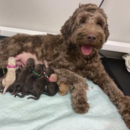 Australian Labradoodle Puppies from Salona Australian Labradoodles