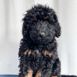 Corn Dog - Black phantom male Aussiedoodle puppy in Shiocton, Wisconsin from White Star Acres
