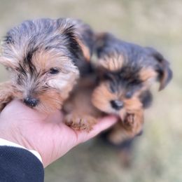 Yorkshire Terrier Puppies from Alvarado’s Yorkies