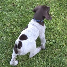 Blue collar - Liver roan male German Shorthaired Pointer puppy in Tumwater, Washington from Mike's German Shorthaired Pointers