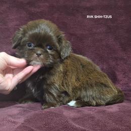 Belle - Yellow Collar - Liver and white female Shih Tzu puppy in Wymore, Nebraska from RVK Bulldogs & Shih-Tzus