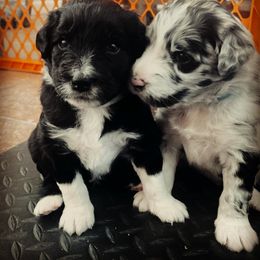 Aussiedoodle Puppies from Beachside Aussiedoodles