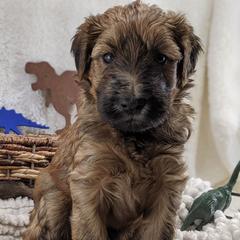 Cavapoo and Whoodle Puppies from Gardner Lane Puppies