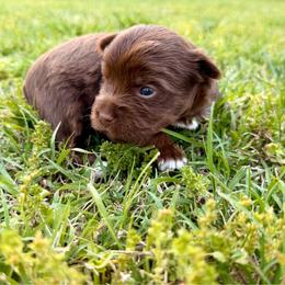Puppy 1 - Liver female Yorkshire Terrier puppy in Dallas, North Carolina from Yorkie Fever