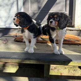 Coco - Tri-color male Cavalier King Charles Spaniel puppy in Butler, Pennsylvania from Brugere Cavaliers