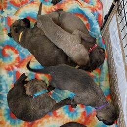 Irish Wolfhound Puppies from Wicked Wolfhounds Ltd.