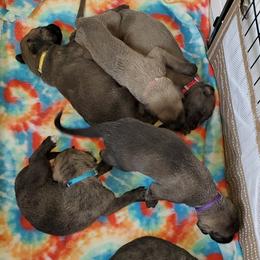 Irish Wolfhound Puppies from Wicked Wolfhounds Ltd.