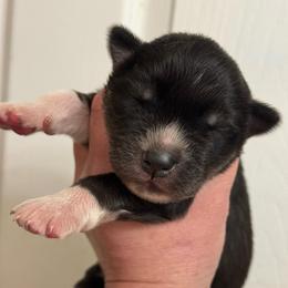 Caelum - Agouti and white male Siberian Husky puppy in London, Ohio from Rose Trail Siberian’s