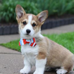 Ranger - White and fawn male Pembroke Welsh Corgi puppy in Sugarcreek, Ohio from Admar Canines