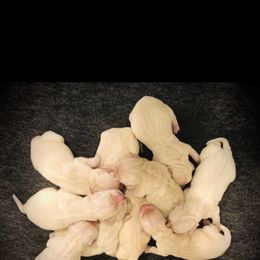 Golden Retriever Puppies from Lava Rock Adventures