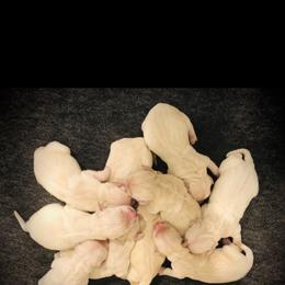Golden Retriever Puppies from Lava Rock Adventures