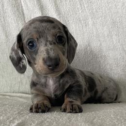 Mr. T - Blue and tan male Dachshund puppy in Venice, Florida from JD’s Weiner-Wonderland