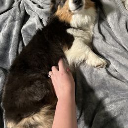 Sky - Pembroke Welsh Corgi