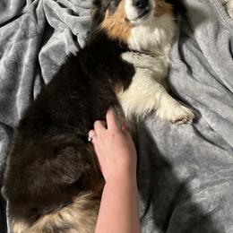 Sky - Pembroke Welsh Corgi
