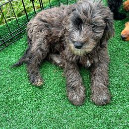 Girl 2 - Merle female Goldendoodle puppy in Holly, Colorado from Vida’s Loving Doodles