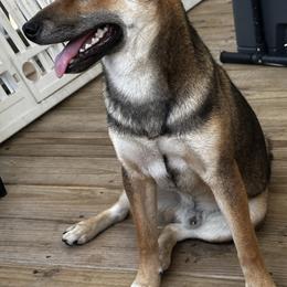 Niji - Shiba Inu