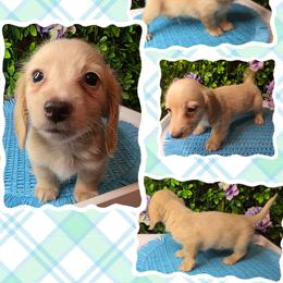 Graham - Cream male Dachshund puppy in Townsend, Georgia from Salt Creek Dachshunds