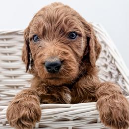 Chow - Red  male Goldendoodle puppy in Mecklenburg County, North Carolina from Rustic Road Doodles