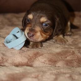 Belle - Chocolate and tan female Dachshund puppy in Carrollton, Georgia from Ivey farm dachshunds