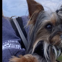 Chihuahua and Yorkshire Terrier All Grown Up from CoolMissLLC