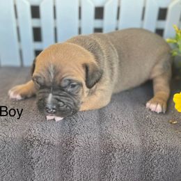 Boy 4 - Red male American Pit Bull Terrier puppy in Tenino, Washington from West Winds American Pit Bull Terriers