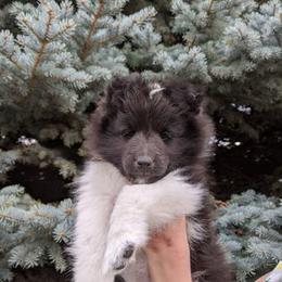 Shetland Sheepdog Puppies from Shirehill Shelties