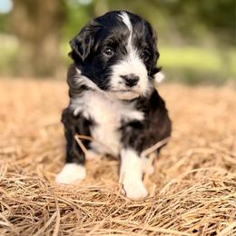 Purple collar toy - Black tri-color female Aussiedoodle puppy in 32046, Florida from River Hill Ranch