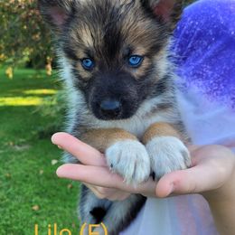Pomsky Puppies from Paw-lenty of Pomskies