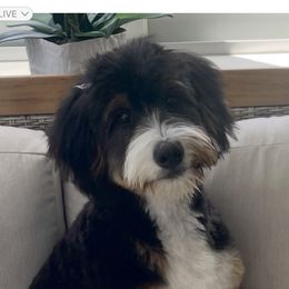 Rosie - Bernedoodle