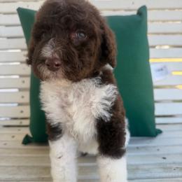 Girl 5 - Parti female Poodle puppy in Travelers Rest, South Carolina from Hampshire Hill’s Standard Poodles