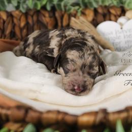 Bernedoodle and Goldendoodle Puppies from Adirondack Poodles Goldendoodles,Bernedoodles & Schnoodles