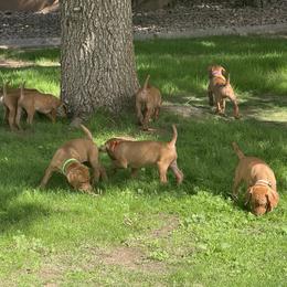 Vizsla Puppies from Summit Vizslas