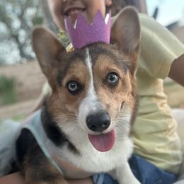 Bella - Pembroke Welsh Corgi