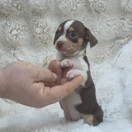 Companion Cross puppies from RoyAl