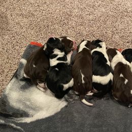 Beagle puppies from Alicia's Beagles