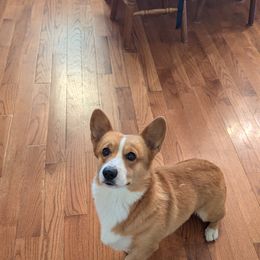 Arlo - Pembroke Welsh Corgi