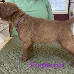 Chesapeake Bay Retriever Puppies from Marshpoint Gun Dogs