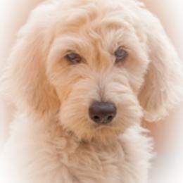 Goldendoodle Puppies from Jasperdoodle.com