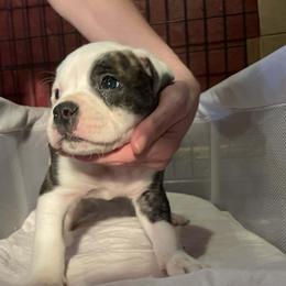 Girl 5 - White female American Bulldog puppy in La Porte, Indiana from Slayton's American Bulldogs