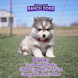 Blakley - Silver and white female Pomsky puppy in Humeston, Iowa from M.A.R. Dogs