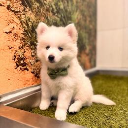 Orion - White male Pomsky puppy in Lincoln, Nebraska from Blue Heaven Pomsky