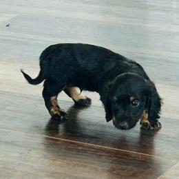Black and Cream Male 2 - Black and cream male Dachshund puppy in Morristown, Tennessee from Lakeway Farms