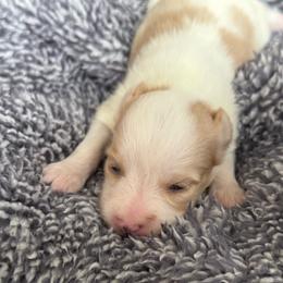 Lucie's white and lemon - White and lemon male Papillon puppy in Shirley, Arkansas from Lucky Pups