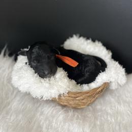 Copper - Black male Bordoodle puppy in Valley Center, California from Circle R Valley Bordoodls