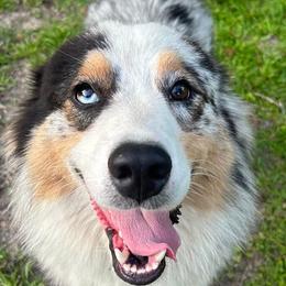 Conway - Australian Shepherd
