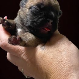 Maroon Fawn boy - Fawn and white male French Bulldog puppy in Spanaway, Washington from Beloved Frenchies