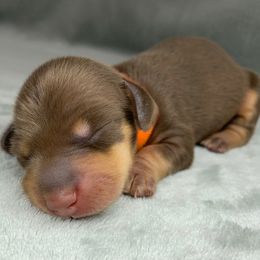 Female 2 - Chocolate and tan female Dachshund puppy in Birmingham, Alabama from LongBottomDachshunds
